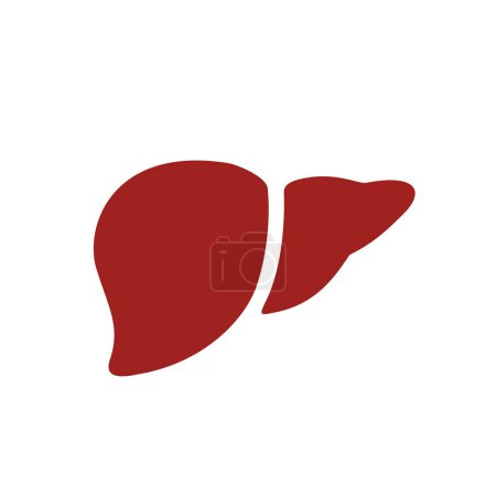 Illustration for Healthy human liver vector icon isolated on white background - Royalty Free Image