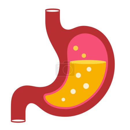 Stomach vector cartoon icon isolated on white background