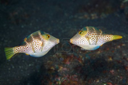 Foto de Valentines Puffer, also known as Valentines Sharp Nosed Puffer and Black-Saddled Toby, Canthigaster valentini. Two males fighting during a territory dispute. Tulamben, Bali, Indonesia. - Imagen libre de derechos