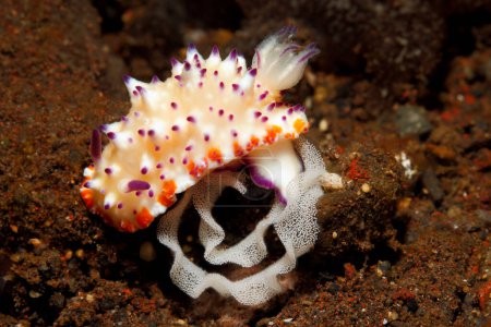 Nudibranch, Mexichromis multituberculata avec anneau d'oeuf. Tulamben, Bali, Indonésie. Mer de Bali, océan Indien