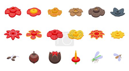 Ilustración de Los iconos de Rafflesia establecen un vector isométrico. Florecen las flores. Flora asiática - Imagen libre de derechos