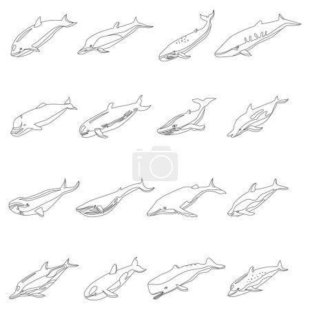 Ilustración de Conjunto de iconos de ballena. Conjunto isométrico de iconos vectoriales de ballenas delgadas lne delgadas aisladas en blanco - Imagen libre de derechos