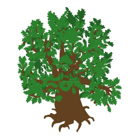 Icono de roble verde vector isométrico. Antiguo árbol caducifolio verde independiente con raíz. Planta, naturaleza, flora, medio ambiente