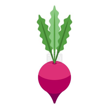 Illustration for Red beet food icon isometric vector. Borsch ingredient. Cook meal - Royalty Free Image