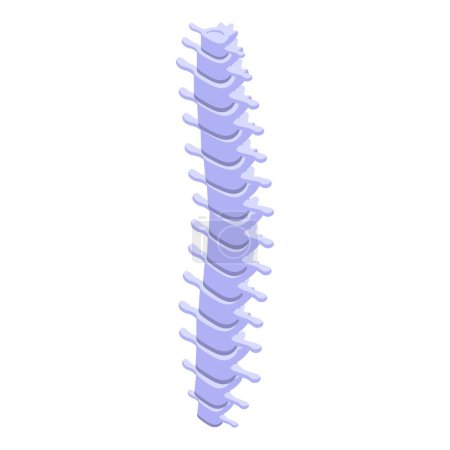 Detailed vector illustration of a human vertebral column isolated on white background
