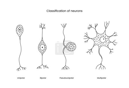 Illustration for Classification of neurons a set of line icons in a vector, illustrating the types of neurons includes unipolar and bipolar, pseudounipolar and multipolar - Royalty Free Image