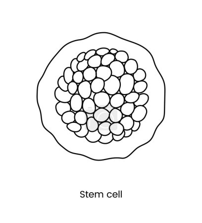 Illustration for Stem cell line icon in vector, medical illustration - Royalty Free Image
