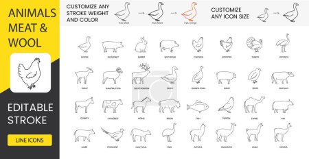 Téléchargez les illustrations : Types de viande et d'animaux qui donnent laine, ensemble d'icônes de ligne dans le vecteur, l'oie et le porc, le porc et le lapin, le sanglier et le poulet, le coq et la dinde, la chèvre et le bélier, le mouton et le canard. Course modifiable - en licence libre de droit