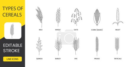 Illustration for Types of cereals line icon set in vector, illustration of rice and wheat, oats and corn or maize, millet and quinoa, barley and rye, proso and triticale. Editable stroke - Royalty Free Image