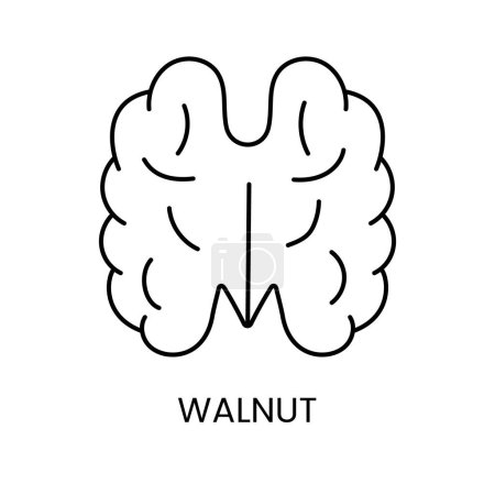 Téléchargez les illustrations : Explorez l'élégance de Walnut, une icône vectorielle de ligne captivante mettant en valeur la beauté naturelle. - en licence libre de droit