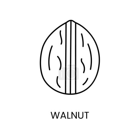 Téléchargez les illustrations : Walnut Icon vous invite à embrasser le charme intemporel avec sa représentation vectorielle de ligne exquise - en licence libre de droit