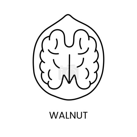 Téléchargez les illustrations : Découvrez la richesse de Walnut, une icône vectorielle de ligne minimaliste capturant l'essence et la sophistication - en licence libre de droit
