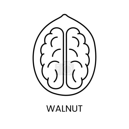 Téléchargez les illustrations : Walnut Icon au format vectoriel vous permet de découvrir la beauté et la polyvalence du noyer avec sa représentation élégante de la ligne - en licence libre de droit