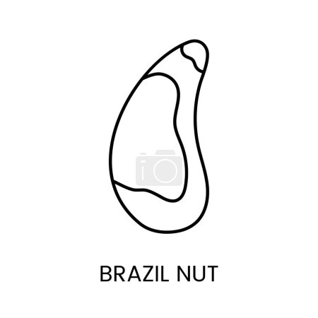 Téléchargez les illustrations : Explorez l'attrait de la noix du Brésil, une icône vectorielle de ligne captivante mettant en valeur la beauté naturelle et la forme distinctive. - en licence libre de droit