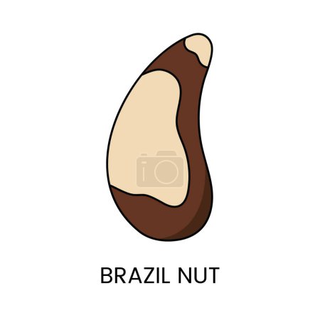 Ilustración de Explora el encanto de Brazil Nut, una cautivadora ilustración vectorial que muestra la belleza natural y la forma distintiva de esta nuez - Imagen libre de derechos