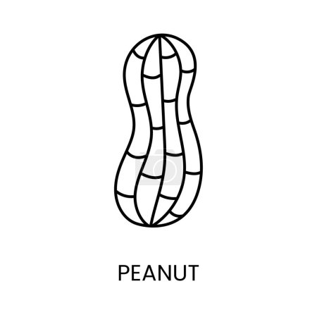 Illustration for Dive into the world of flavors with the visually captivating Peanut line vector Icon, a representation that captures the essence and allure of this beloved and versatile nut - Royalty Free Image
