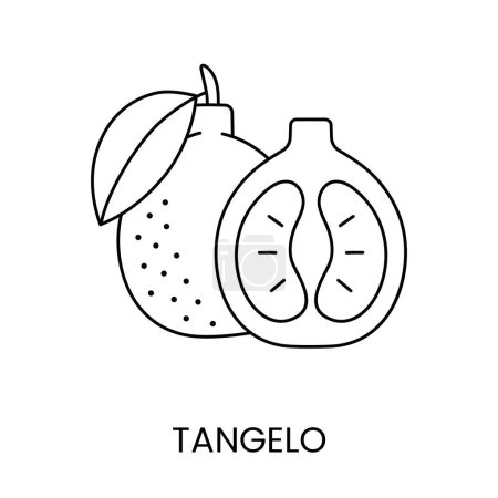Illustration for Tangelo citrus fruit, line icon in vector to indicate on food packaging about the presence of this allergen. - Royalty Free Image