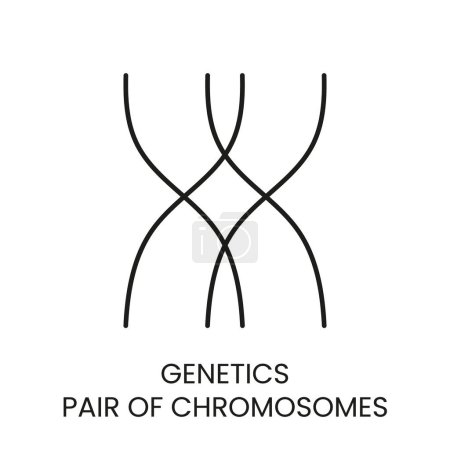 Illustration for Genetics, pair of chromosomes line vector icon with editable stroke. - Royalty Free Image