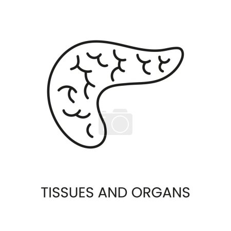 Illustration for Organ pancreas line vector icon with editable stroke. - Royalty Free Image