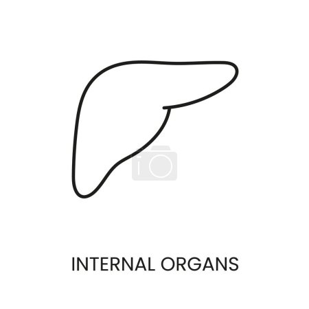 Illustration for Human organ liver line vector icon with editable stroke. - Royalty Free Image