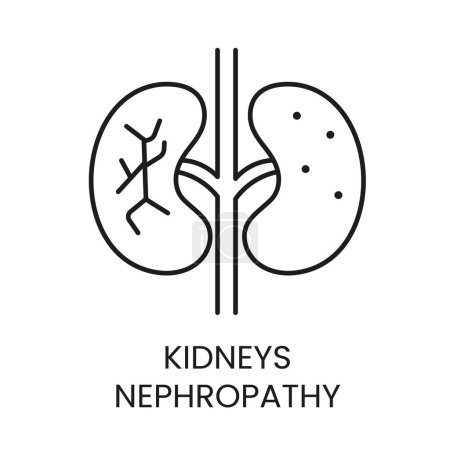 Kidneys, nephropathy line vector icon with editable stroke.