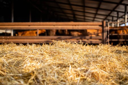 Interior view of cattle shed on the farm with hay and copy space provided.