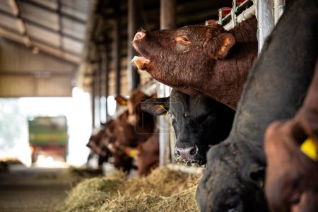 Téléchargez les photos : Bull or male cow mooing while cattle eating fodder hay at the farm. - en image libre de droit