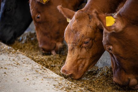 Téléchargez les photos : Cows eating at the farm. Beef cattle husbandry. - en image libre de droit
