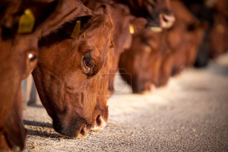 Téléchargez les photos : Beef cattle eating at the farm. Domestic animals husbandry. - en image libre de droit