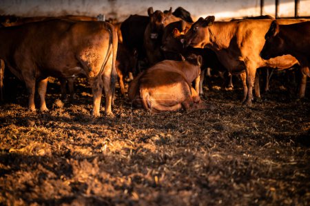 Grupo de vacas acostadas y de pie en la granja.