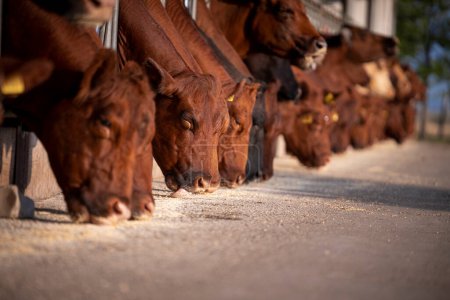 Téléchargez les photos : Beef cattle cows eating at the farm. Domestic animals husbandry. - en image libre de droit