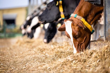 Téléchargez les photos : Troupeau de vaches mangeant du foin dans une étable dans une ferme laitière. - en image libre de droit