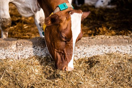 Téléchargez les photos : Cow eating hay at the farm. Animal husbandry and cattle breeding concept. - en image libre de droit