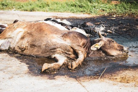 Cow dead body or carcass rotten at the farm waiting to be disposed. Domestic animals disease and health care.