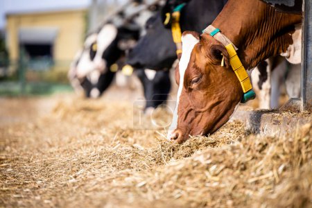 Téléchargez les photos : Group of cows eating hay in cowshed on dairy farm. - en image libre de droit