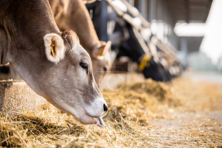 Téléchargez les photos : Cattle breeding and cows eating silage at the farm. - en image libre de droit