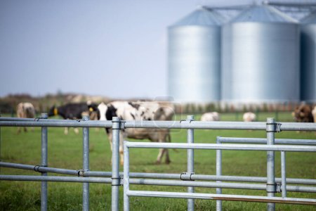 Téléchargez les photos : Farmland with cows grazing behind the fence and farm silo in background. - en image libre de droit