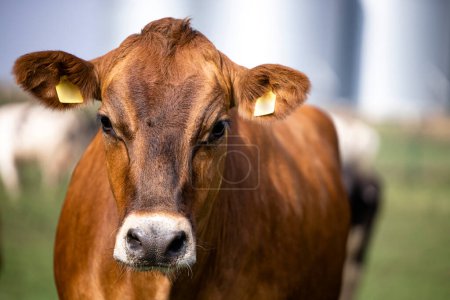Téléchargez les photos : Close up view of an Angus cow enjoying outdoors at the farm. - en image libre de droit