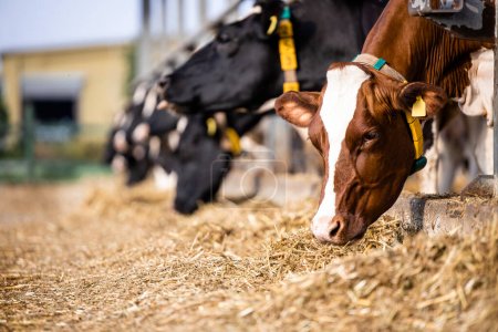 Téléchargez les photos : Diary cows eating in modern free cattle farm. - en image libre de droit