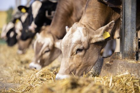 Téléchargez les photos : Hungry cows eating premix food and fodder at dairy farm. - en image libre de droit