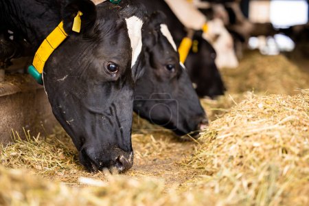 Téléchargez les photos : Close up view of black cows eating at the farm. - en image libre de droit