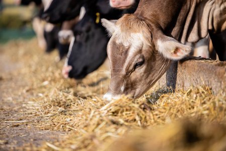 Téléchargez les photos : Cows eating food at the farm. - en image libre de droit