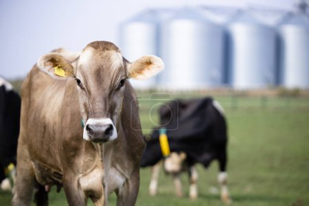 Téléchargez les photos : Heard of cows and farm silos in background. - en image libre de droit