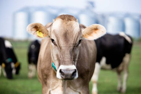 Téléchargez les photos : Heard of cows and farm food storage in background. - en image libre de droit