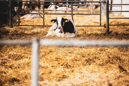 Foto de Vaca Holstein acostada y descansando en paja en la granja lechera. - Imagen libre de derechos