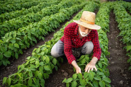 Téléchargez les photos : Agriculteur travaillant dans le champ de soja vérifier la santé des plantes. - en image libre de droit