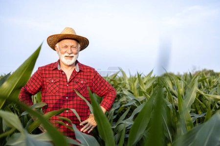 Senior granjero caucásico con sombrero orgullosamente de pie en el campo de maíz y mirando a la cámara.