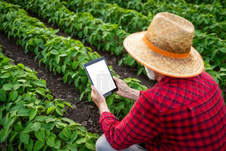 Téléchargez les photos : Agriculteur debout sur le terrain et utilisant une application agricole intelligente sur tablette numérique pour gérer la production et la croissance des cultures. - en image libre de droit