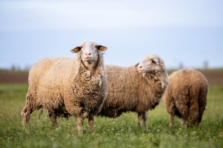 Moutons animaux domestiques debout à la ferme.