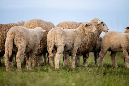 Sheep herd domestic animals standing at the farm.